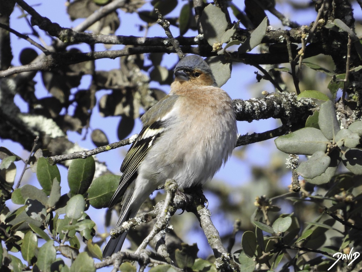 Common Chaffinch - ML616111140