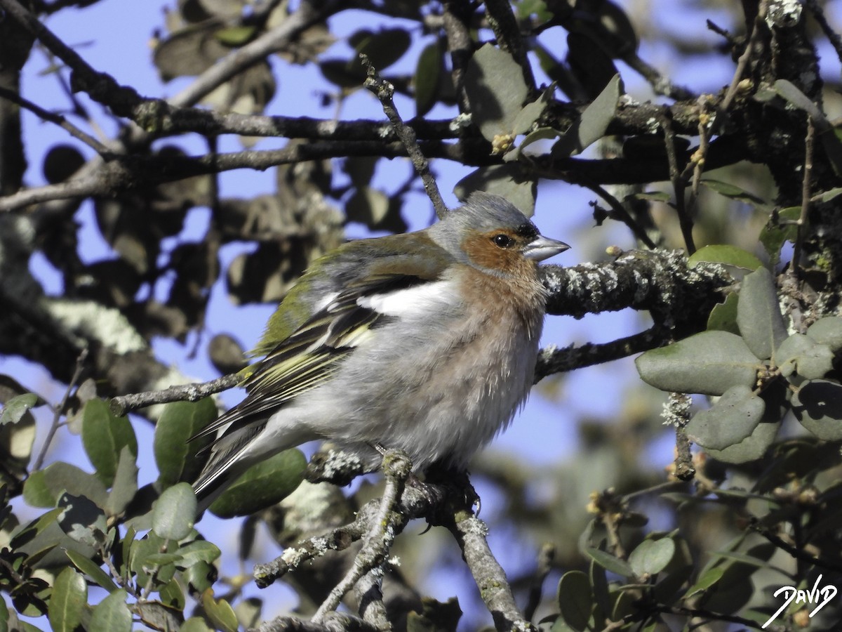 Common Chaffinch - ML616111141