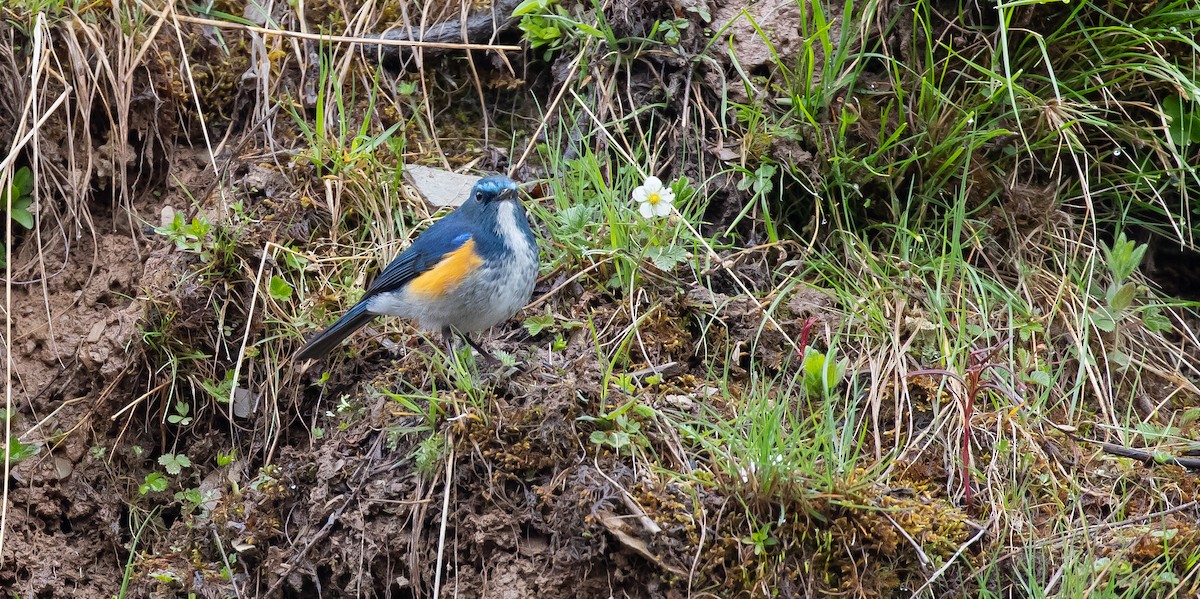 Himalayan Bluetail - Brian Small