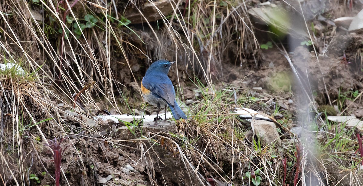 Himalayan Bluetail - Brian Small