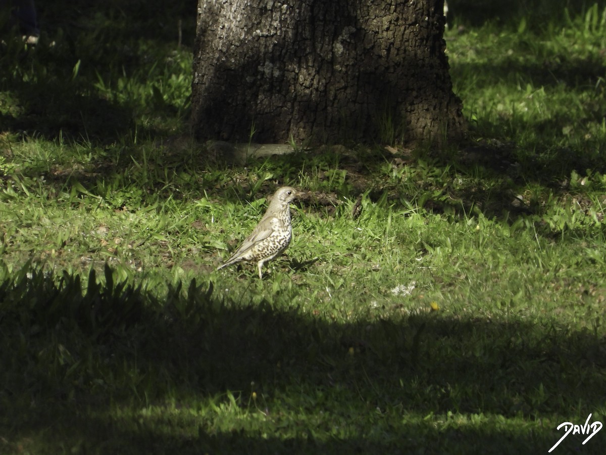 Mistle Thrush - ML616111159