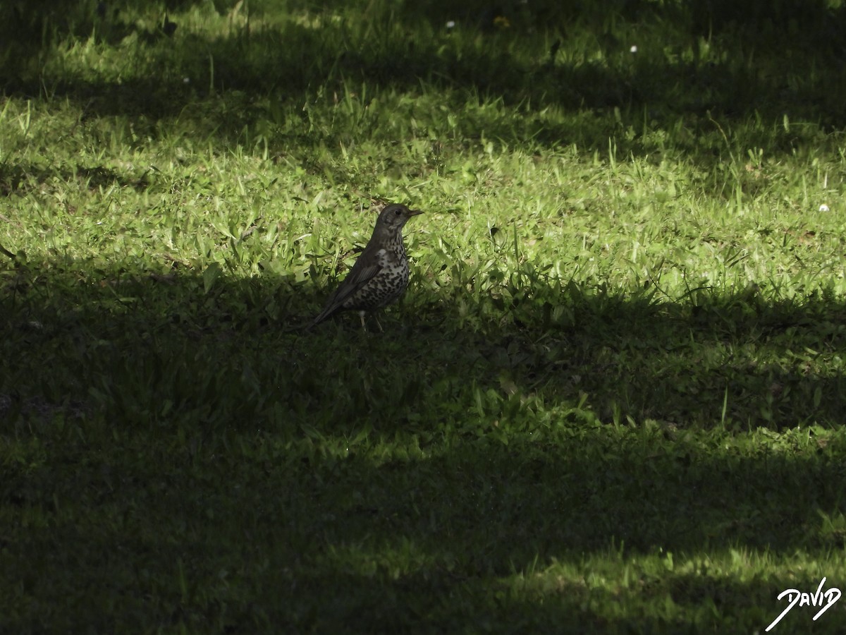 Mistle Thrush - ML616111160