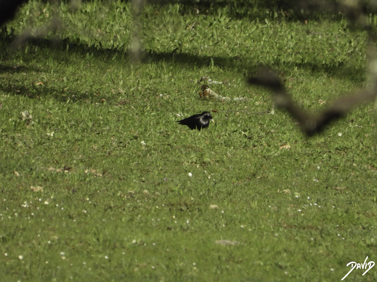 Spotless Starling - ML616111182