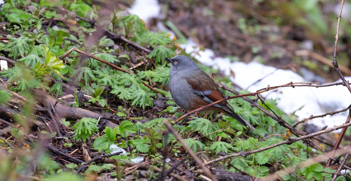 Maroon-backed Accentor - ML616111183