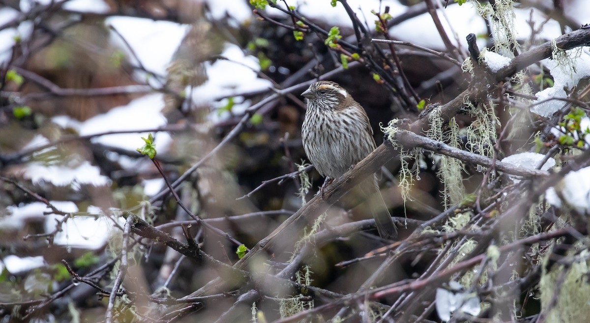 Chinese White-browed Rosefinch - ML616111212