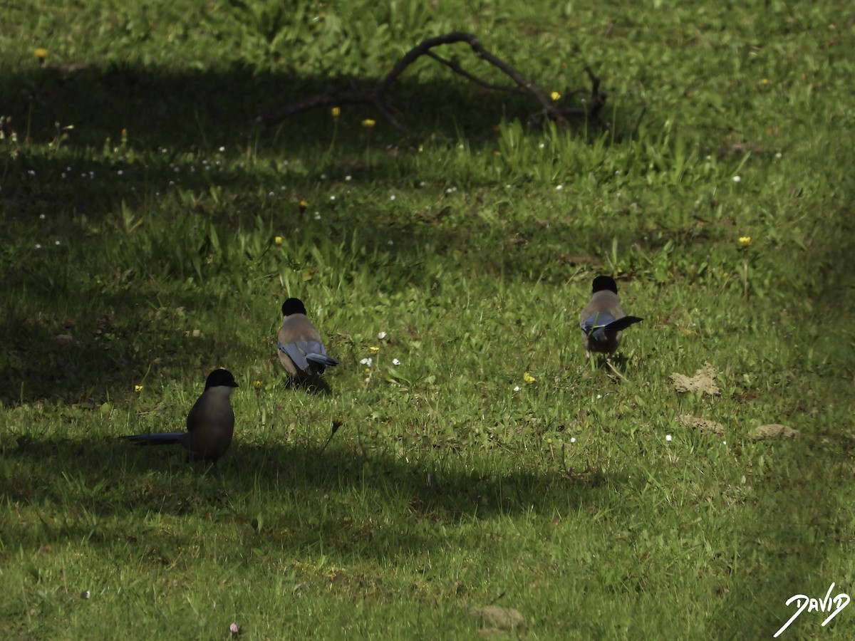 Iberian Magpie - ML616111213