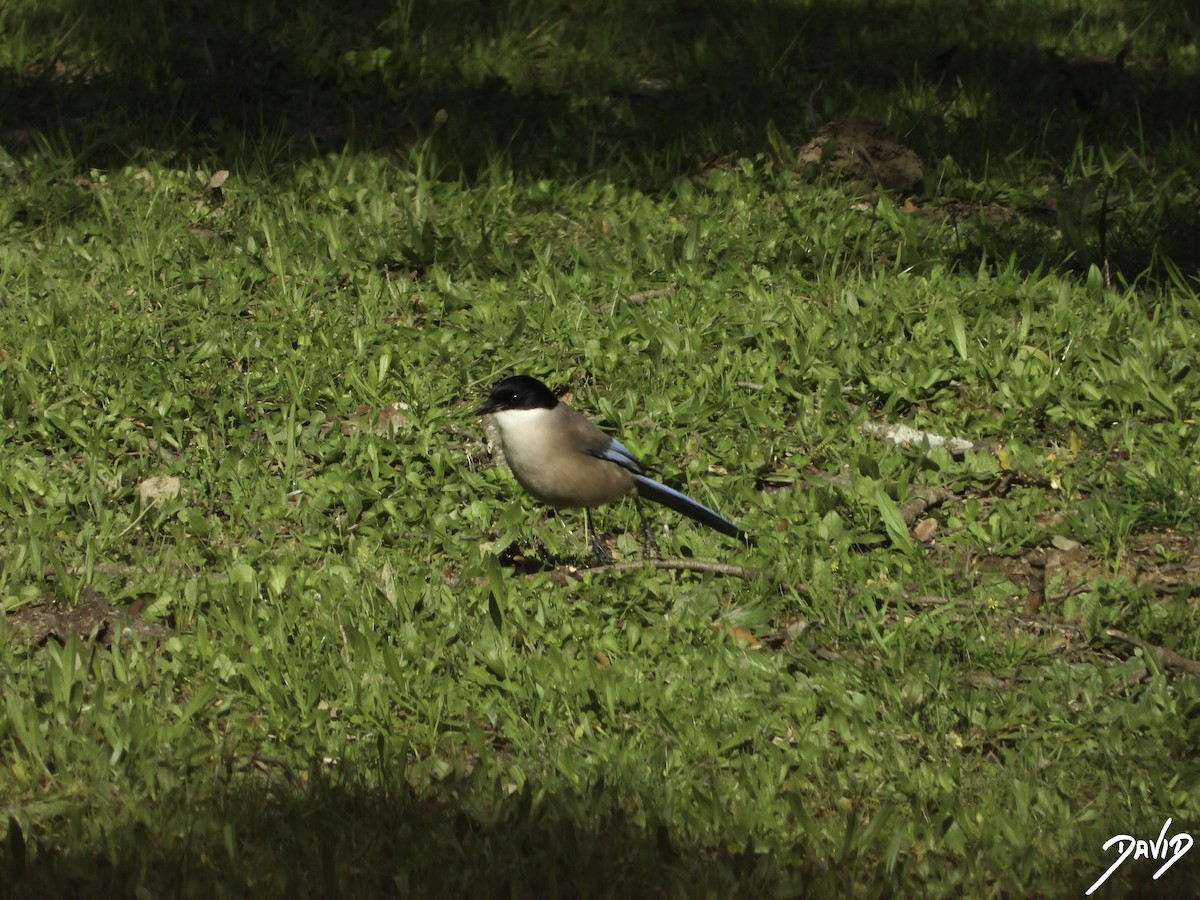 Iberian Magpie - ML616111217