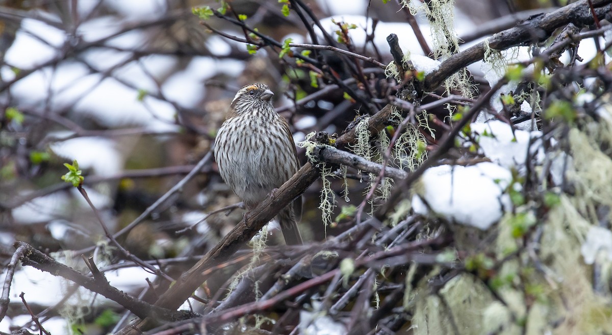 Chinese White-browed Rosefinch - ML616111218