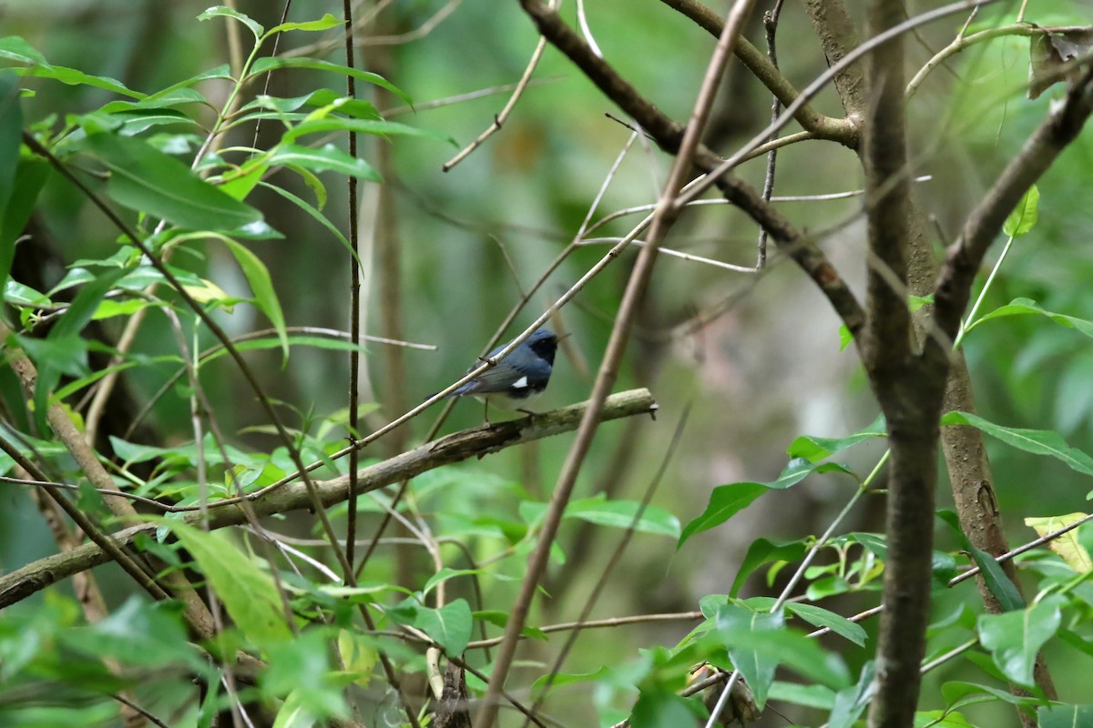Black-throated Blue Warbler - Voicu Colceriu
