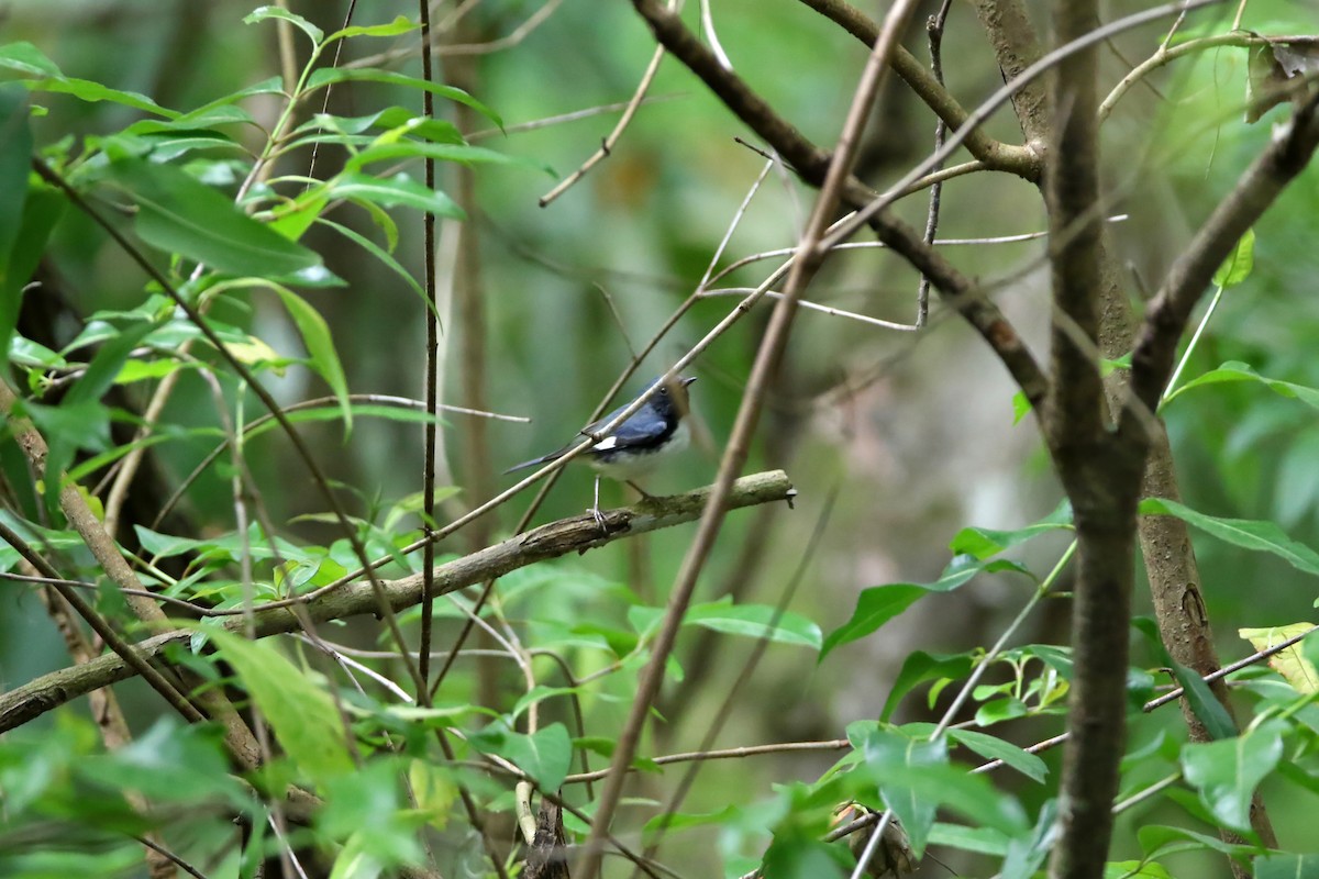 Black-throated Blue Warbler - Voicu Colceriu