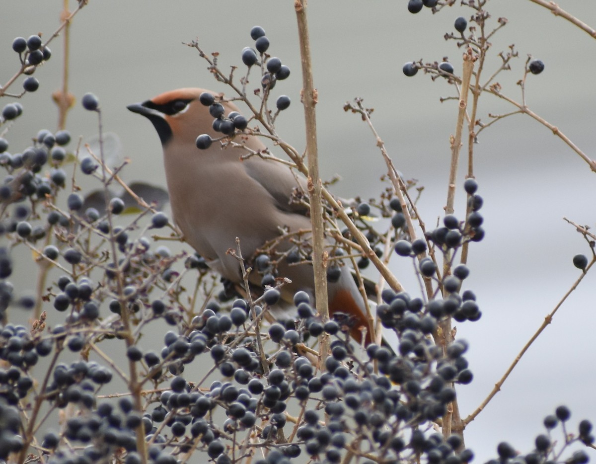 Bohemian Waxwing - ML616111335