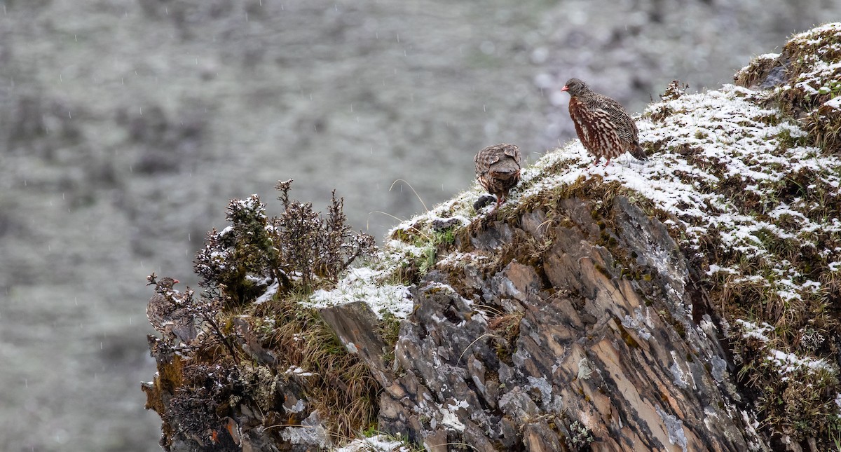 Snow Partridge - ML616111348