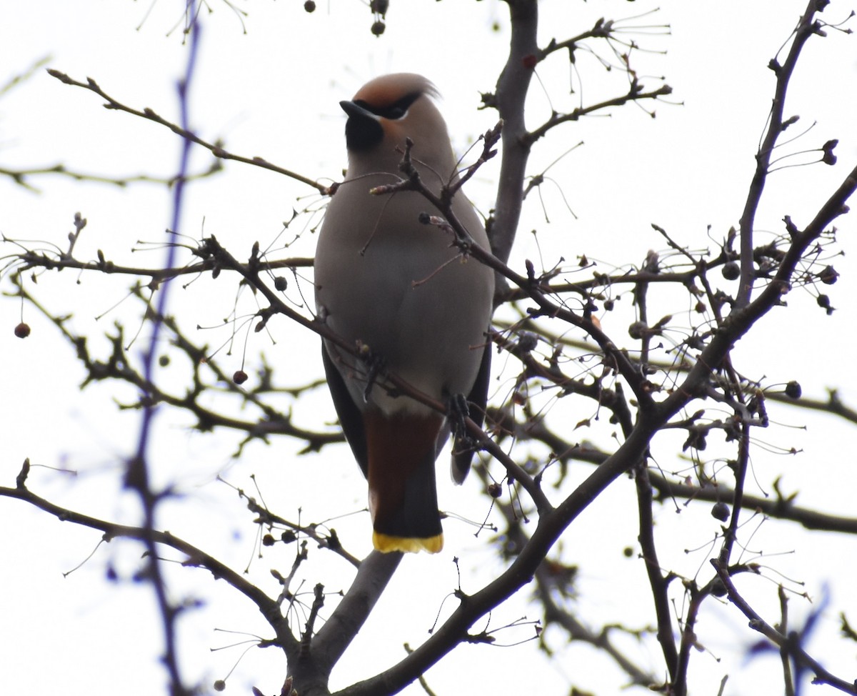 Bohemian Waxwing - ML616111352