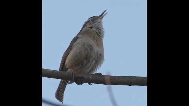 Carolina Wren - ML616111366