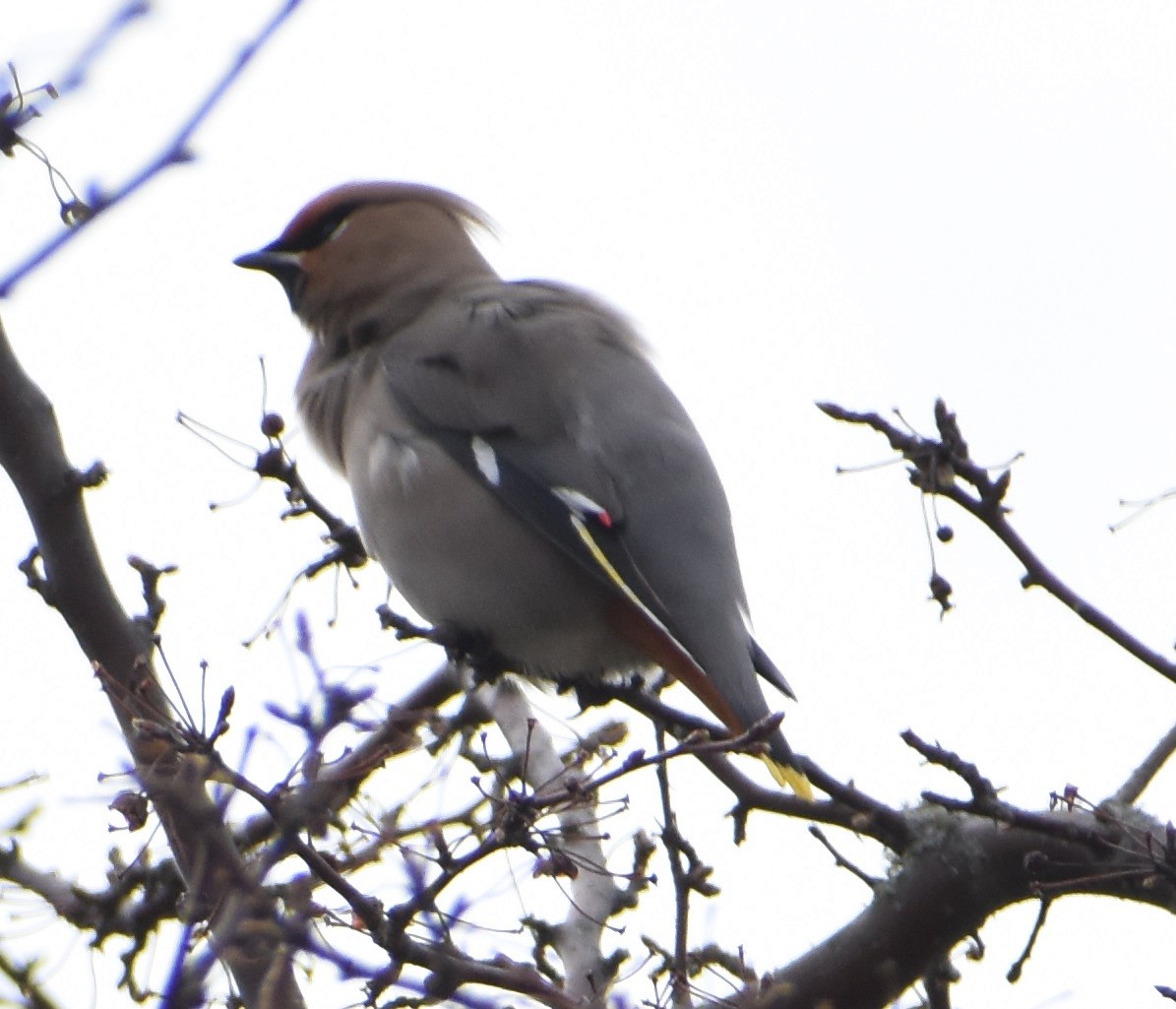 Bohemian Waxwing - ML616111369