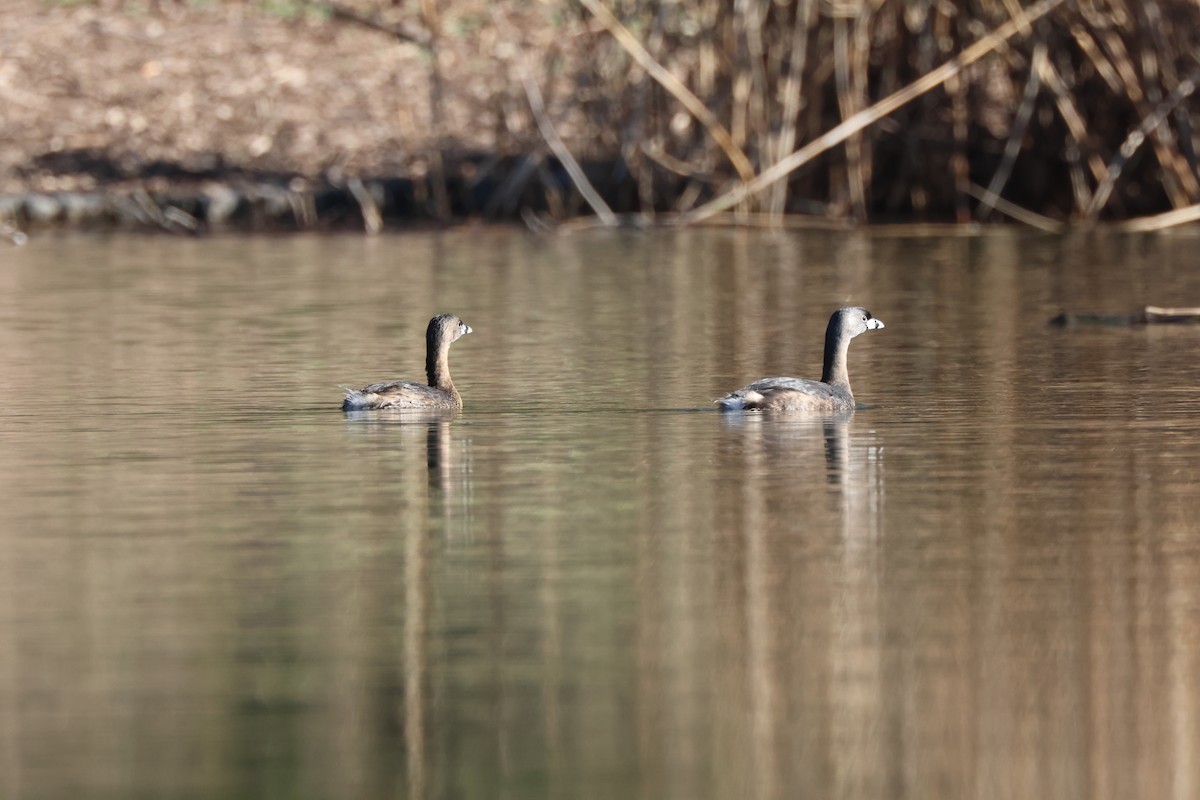 Pied-billed Grebe - ML616111372