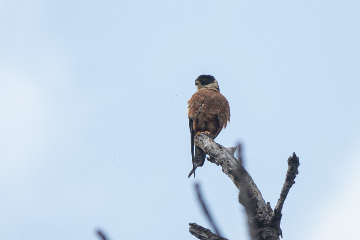 Oriental Hobby - ML616111438