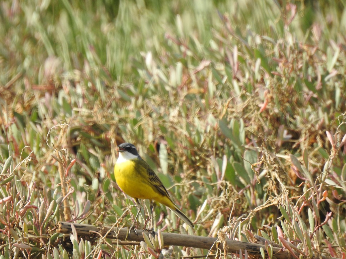 Western Yellow Wagtail - Luís Resende