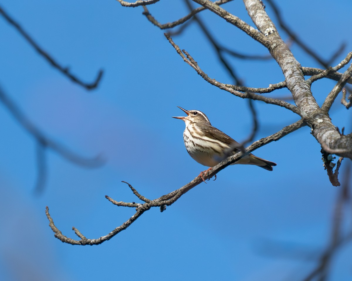 Louisiana Waterthrush - ML616111538