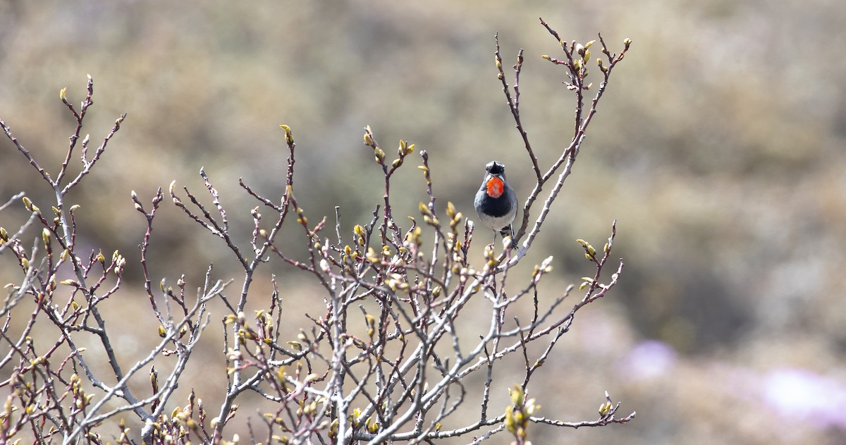 Chinese Rubythroat - ML616111590