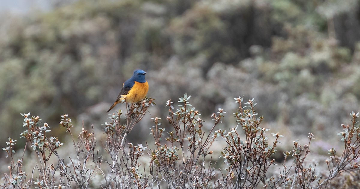 Blue-fronted Redstart - ML616111607