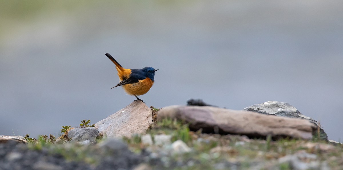 Blue-fronted Redstart - ML616111609