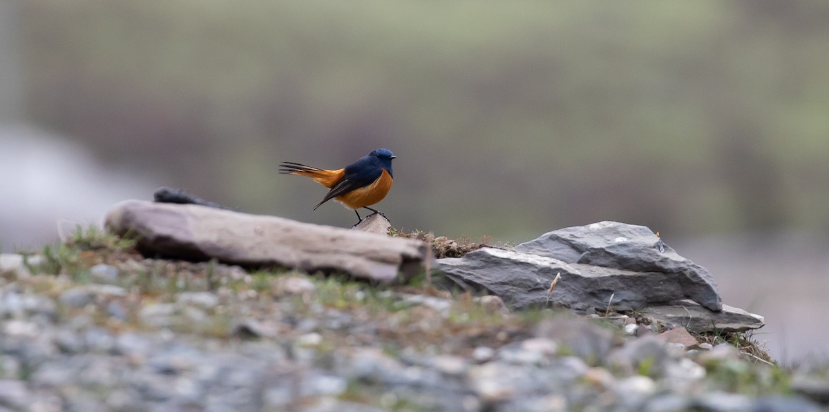 Blue-fronted Redstart - ML616111611