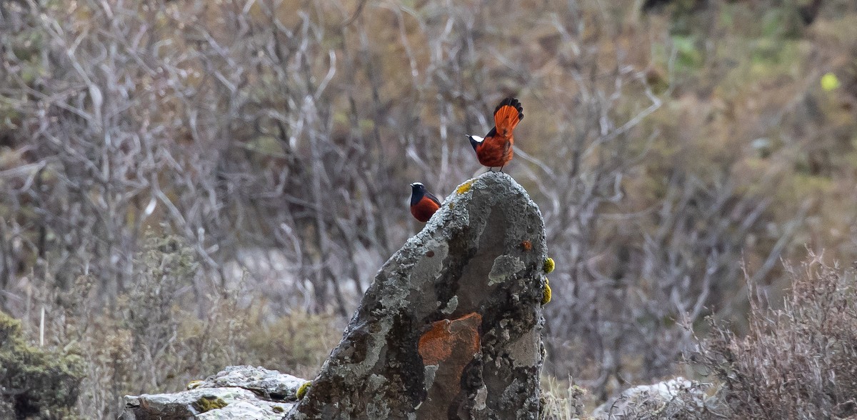 White-capped Redstart - ML616111626