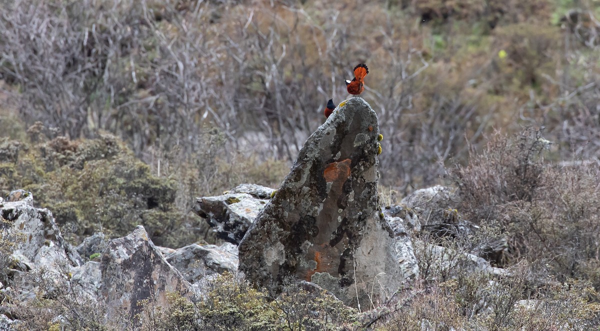 White-capped Redstart - ML616111627