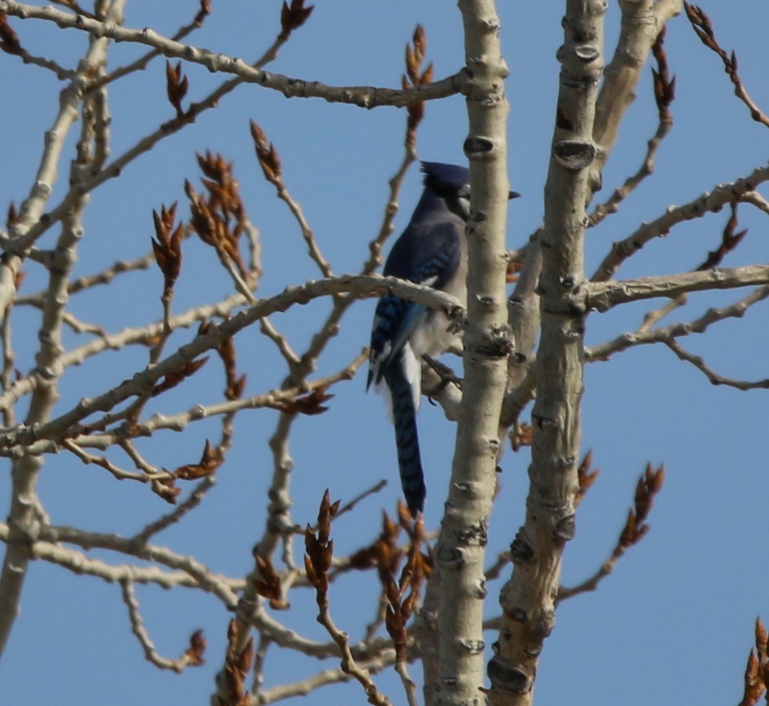 Blue Jay - Don Cassidy