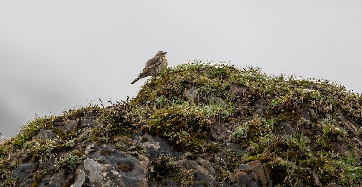 Rosy Pipit - ML616111654