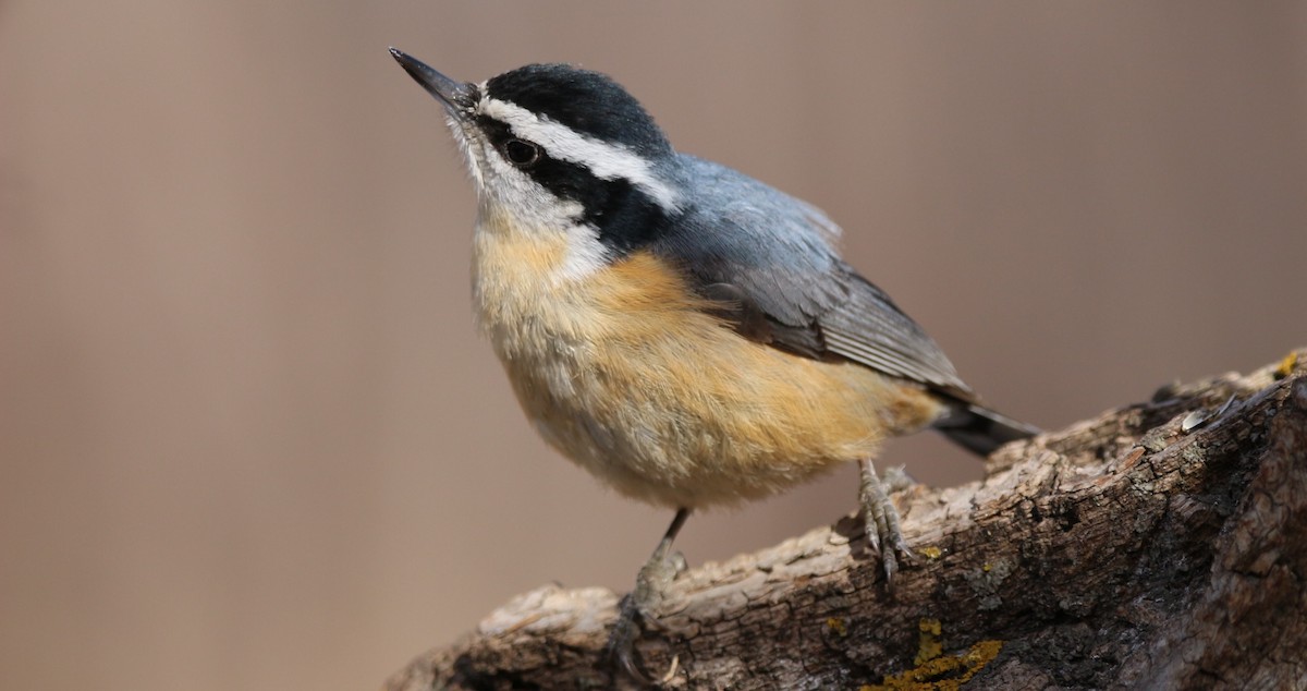 Red-breasted Nuthatch - ML616111662