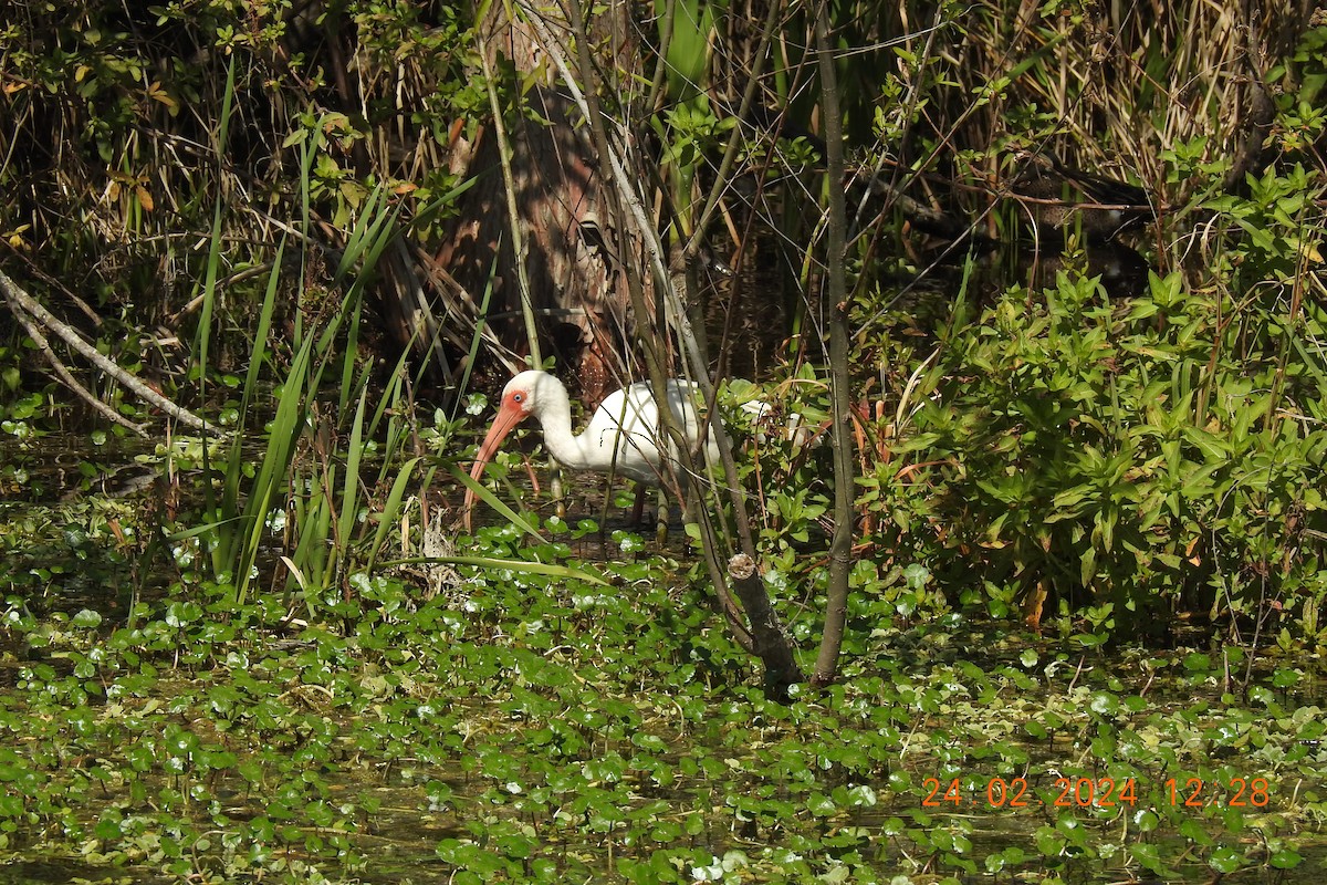 Ibis blanc - ML616111668