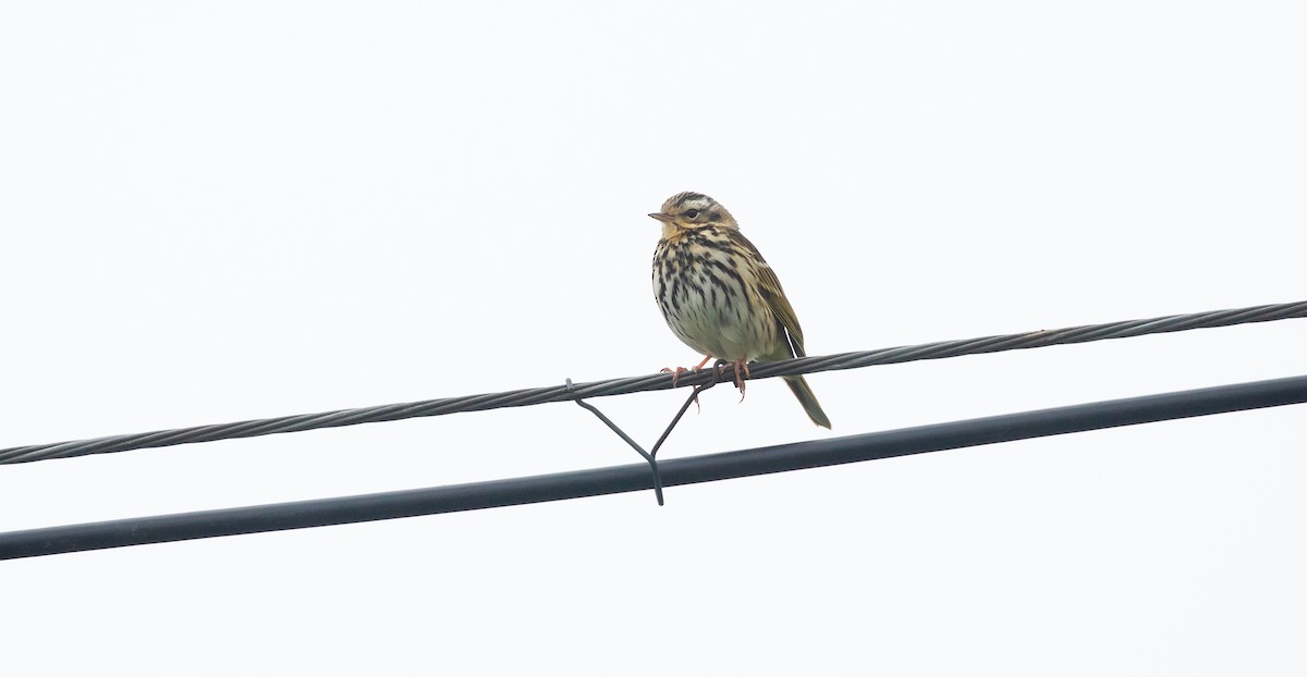 Olive-backed Pipit - ML616111669