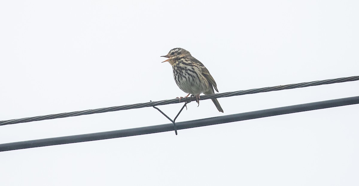 Olive-backed Pipit - ML616111670