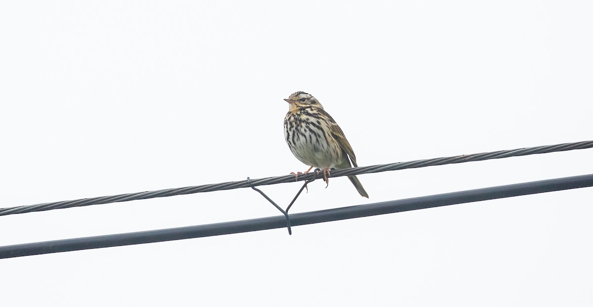 Olive-backed Pipit - ML616111671