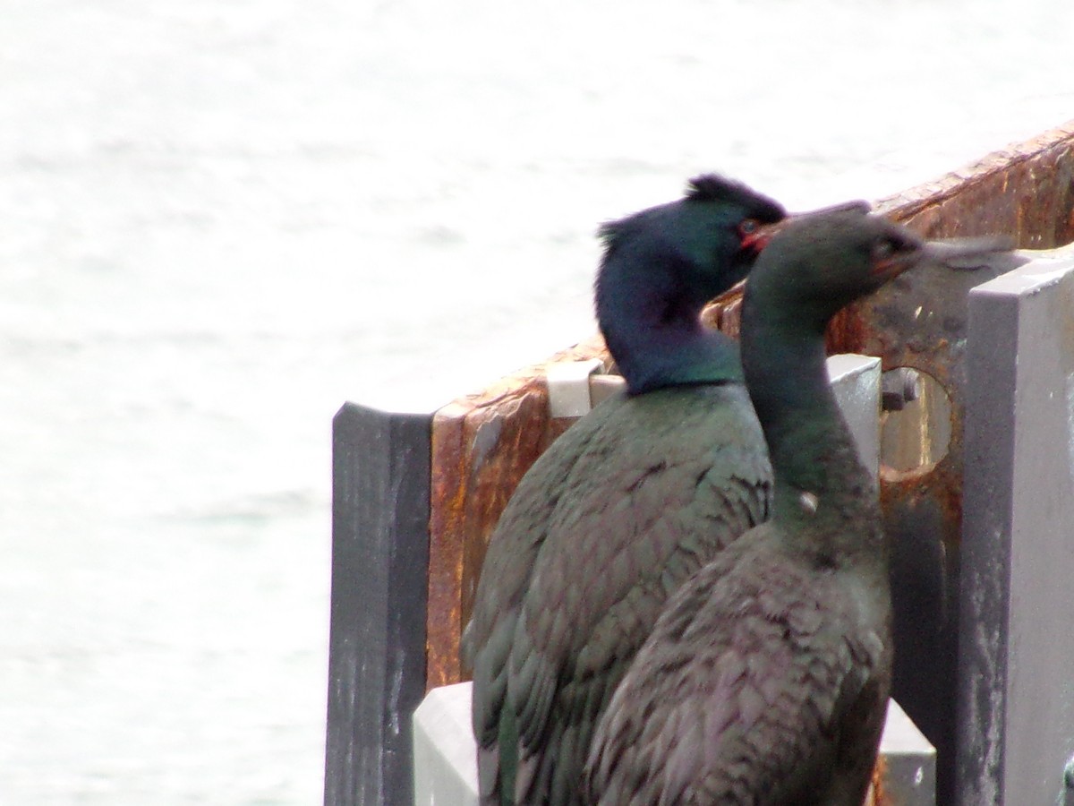 Pelagic Cormorant - Jacob Beus