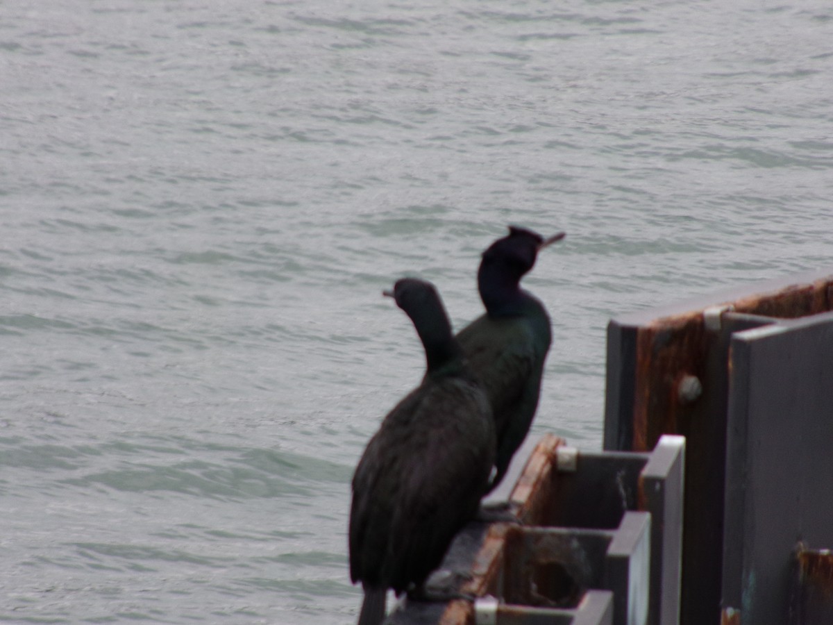 Pelagic Cormorant - ML616111680