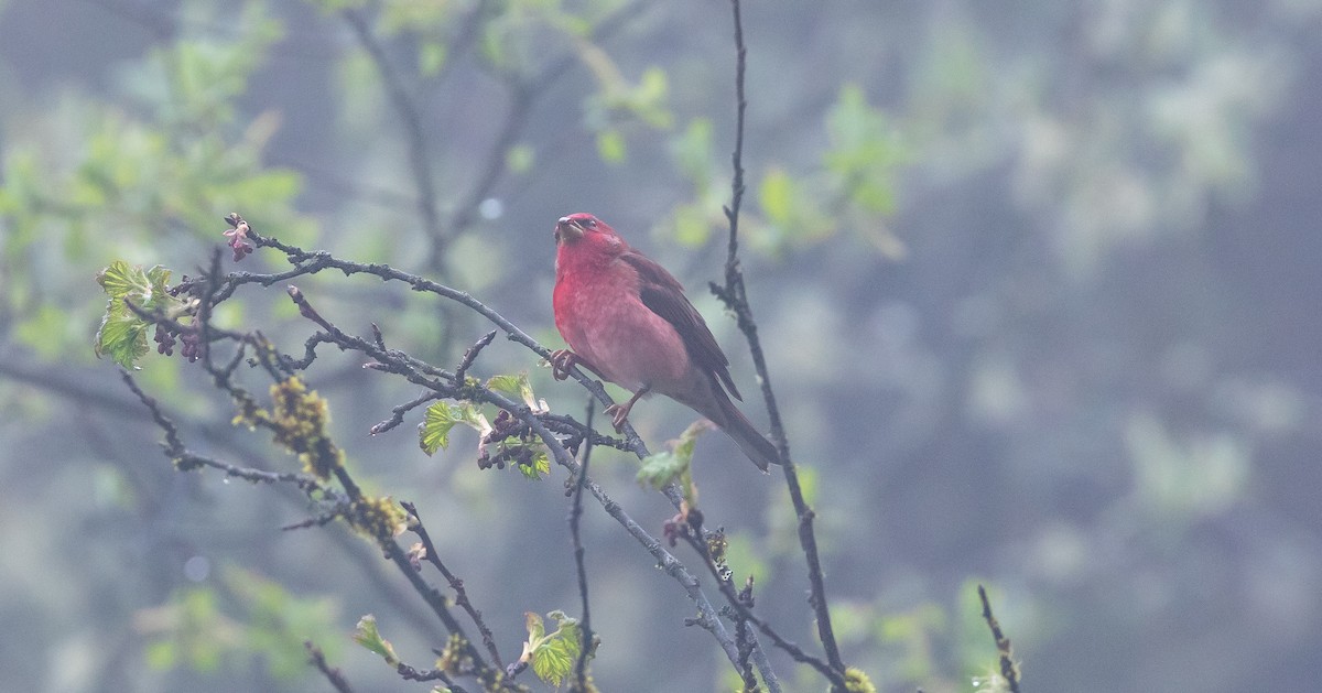 Common Rosefinch - ML616111682