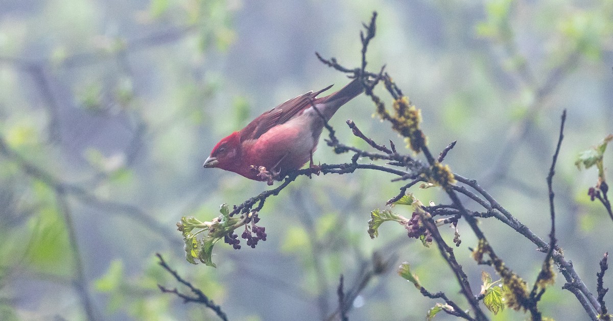 Common Rosefinch - ML616111683