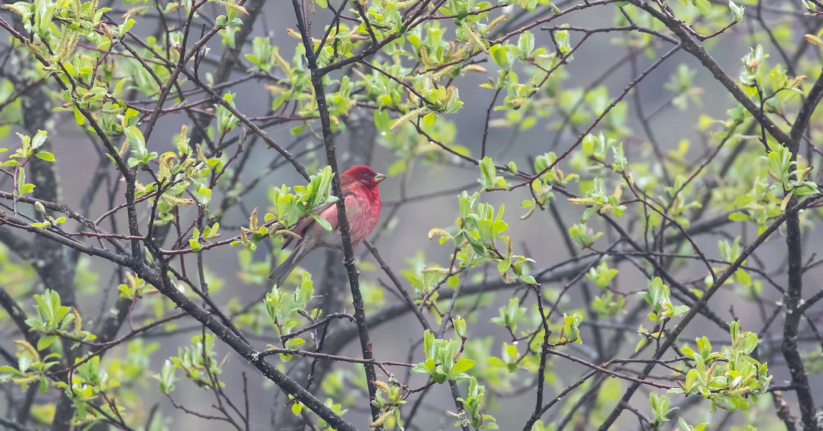 Common Rosefinch - Brian Small