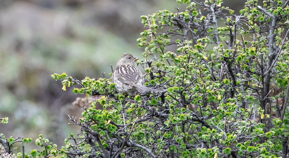 Streaked Rosefinch - ML616111716