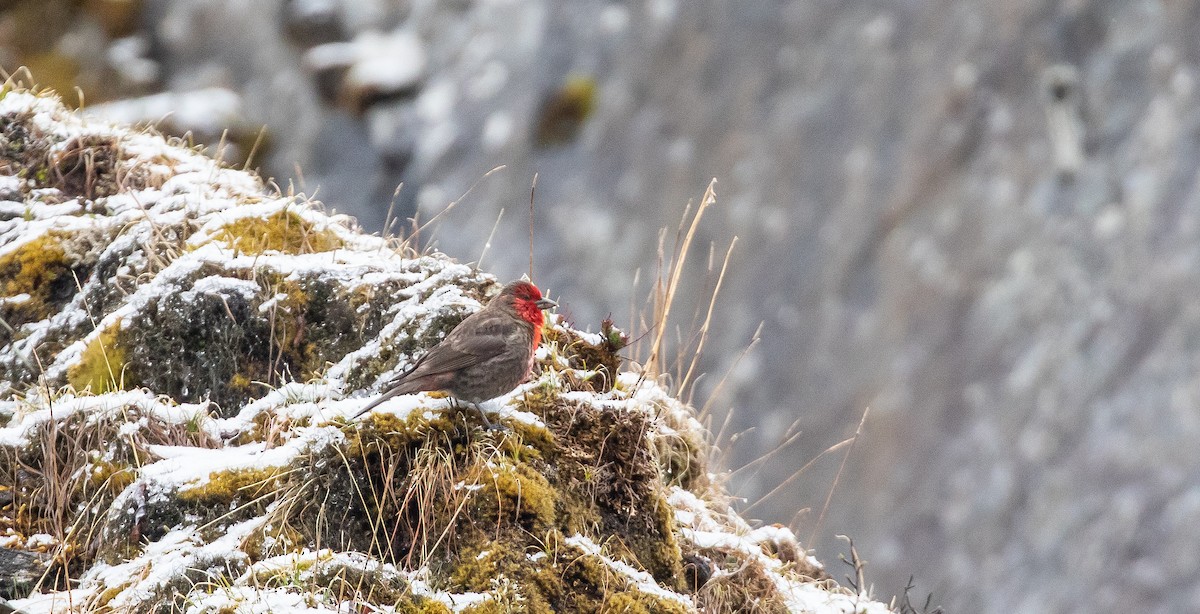 Roselin à gorge rouge - ML616111740