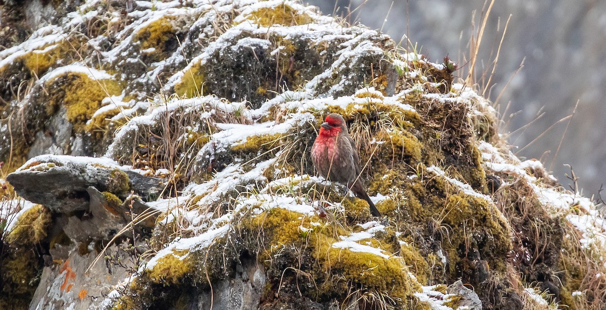 Red-fronted Rosefinch - ML616111741