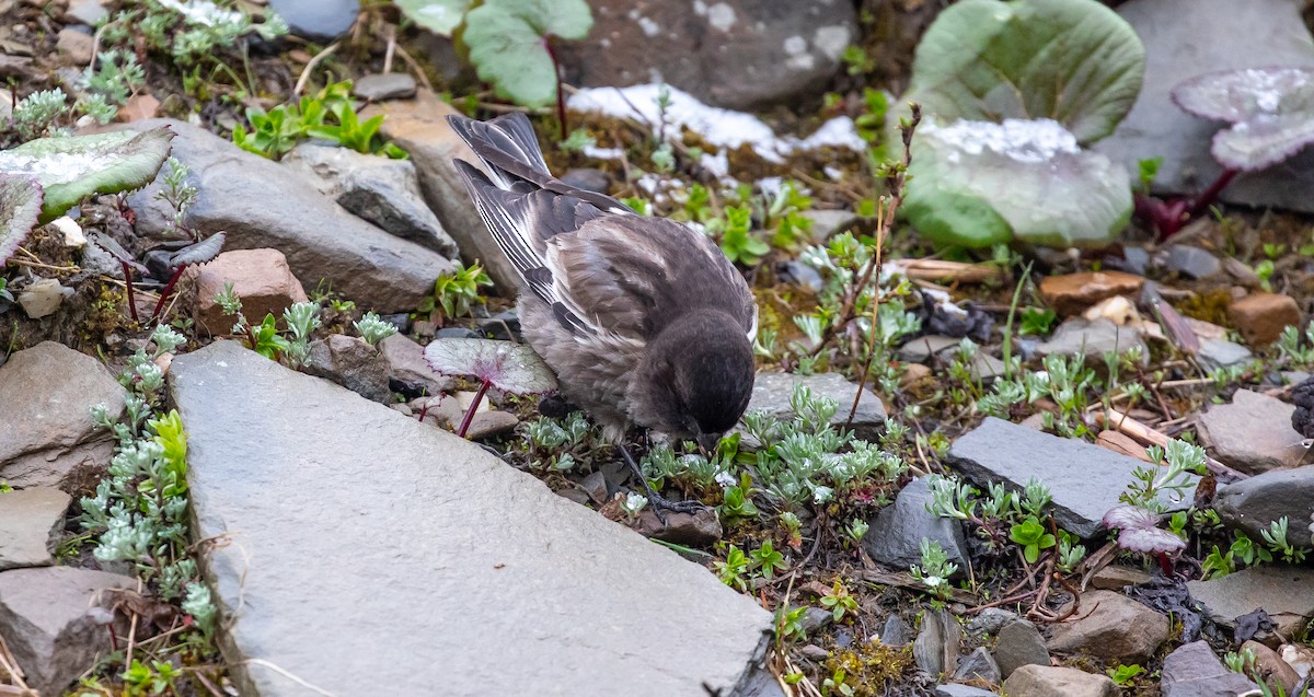 Black-headed Mountain Finch - ML616111768