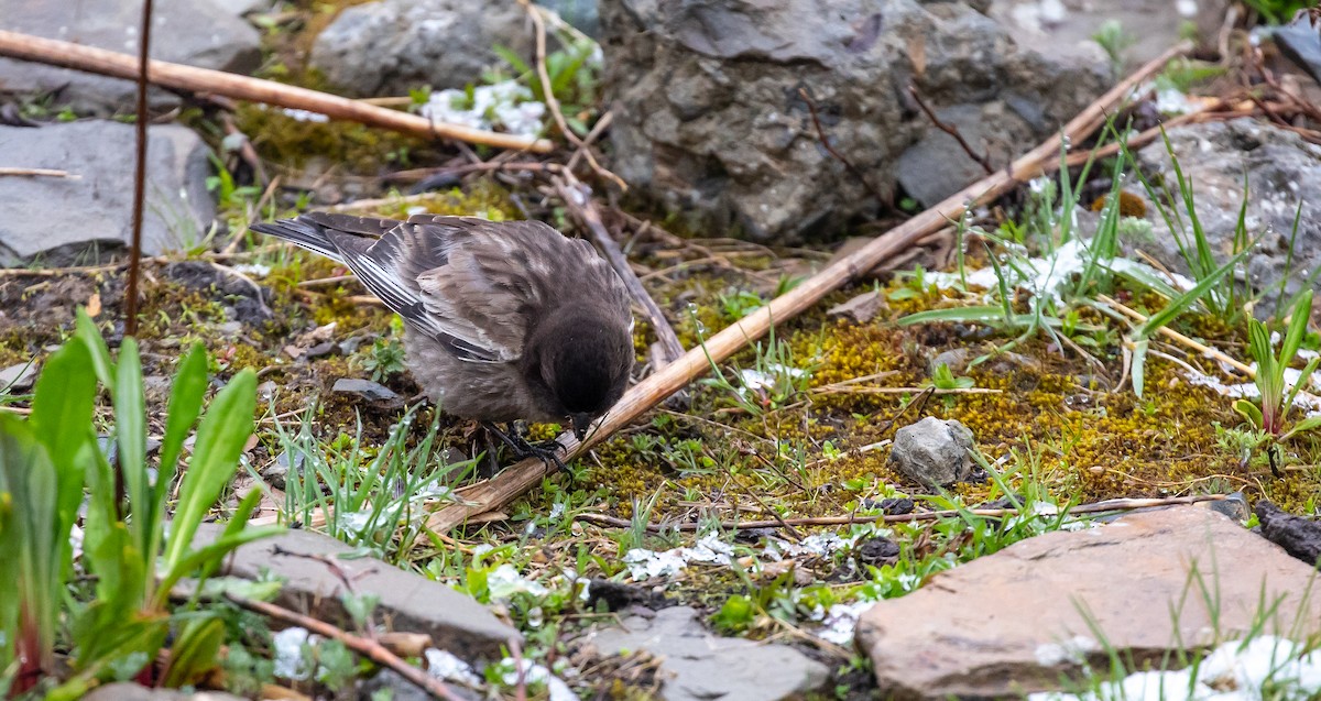 Black-headed Mountain Finch - ML616111769