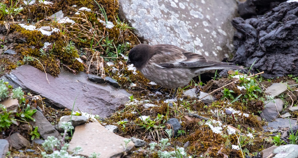 Black-headed Mountain Finch - ML616111770