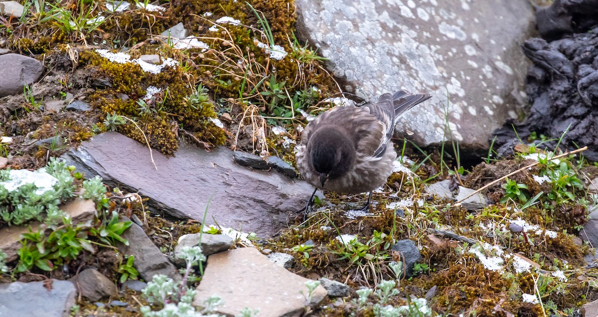 Black-headed Mountain Finch - ML616111771