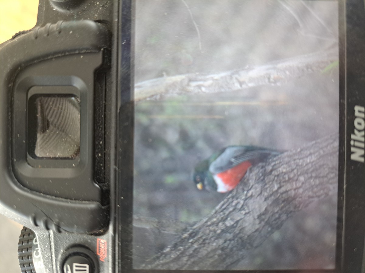 trogon měděnoocasý - ML616111787