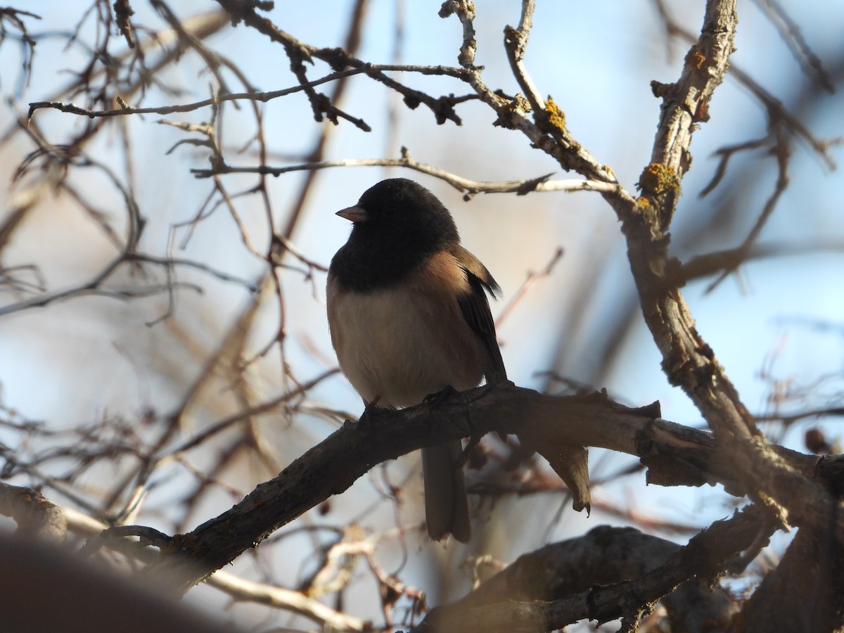 Dark-eyed Junco - ML616111796